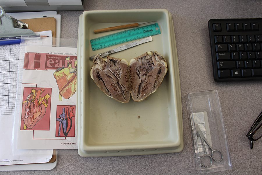 Sheep's heart lies in tray for educational purposes.