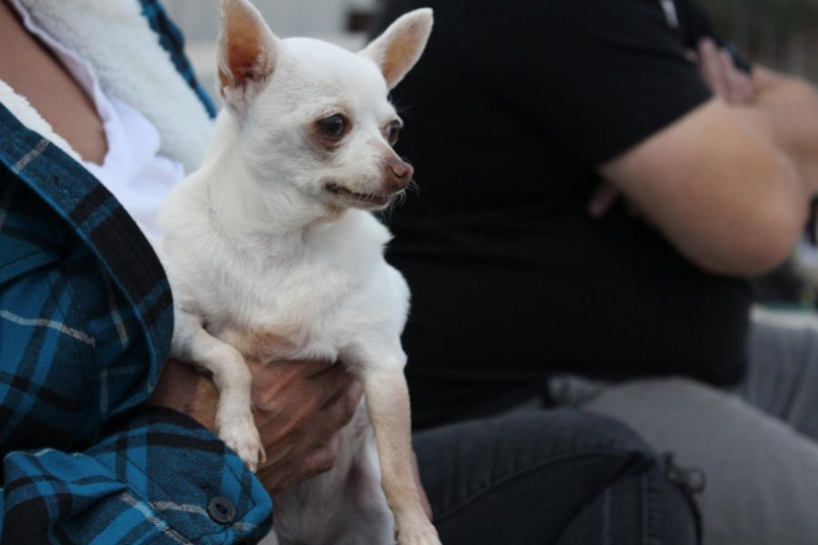 Pearl the adorable chihuahua watching the girls field hockey game with suspense in her eyes. Pearl went out and supported the field hockey girls at their game against Escondido High School on Wednesday, Sept. 26.