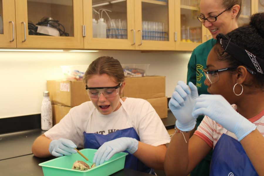 Juli Bachman helps freshman students by giving them useful information about their current projects. Last week the Bio Med students dissected a sheep heart to attain a hands on experience.