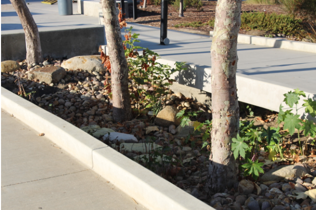 Sage Creek is preserving areas on campus that contain wildlife and significant natural places, so as to preserve the wildlife in the area. Sustainability is a focal point for the administration.