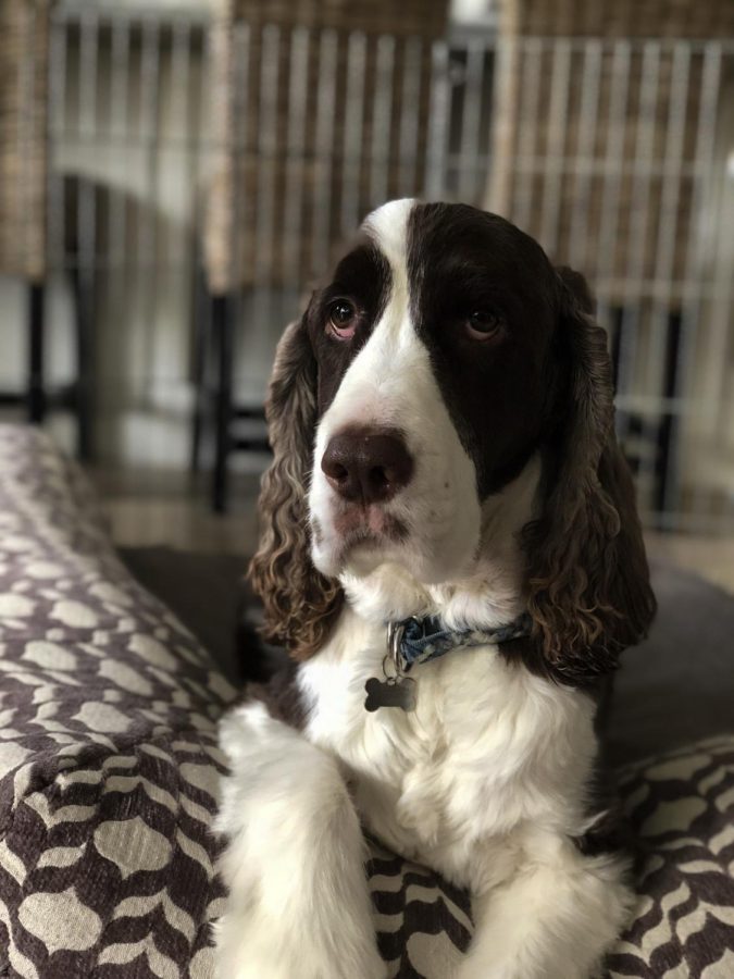 The Dillon family chose to adopt Hank in March 2013. His name was chosen when they candidly threw out random names and Hank seemed to fit him best. Mrs. Dillon’s positive experience with English Springer Spaniels as a child influenced their family to get a sweet dog like Hank. 