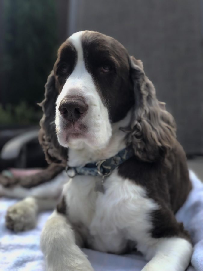 Hank is a English Springer Spaniel, a dog breed known for its intelligence and affection. Hanks’ brown coat with white spots is a distinctive quality of his. His stubby tail and floppy ears make Hank all the more lovable and precious. 