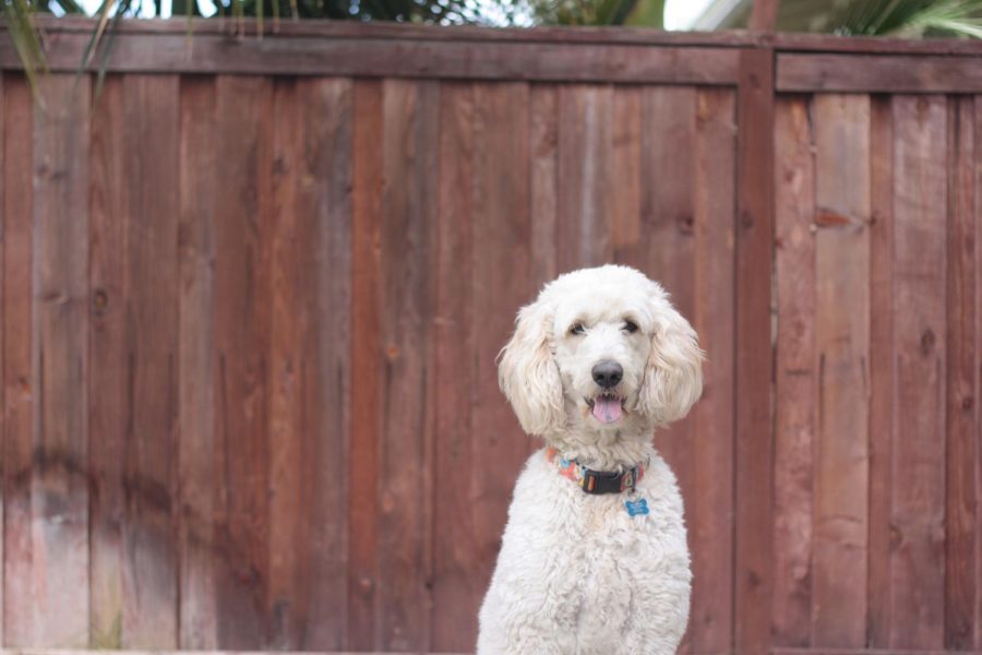 Kailoa+is+a+crazy%2C+fun-loving+Goldendoodle.+Kaley+Belnap+adopted+him+and+his+brother+Max+on+Valentines+Day+back+in+2017%2C+after+wanting+to+have+a+pet+in+the+house.+He+was+taken+to+a+pet+store+the+day+the+Belnap+family+went%3B+it+was+meant+to+be.++