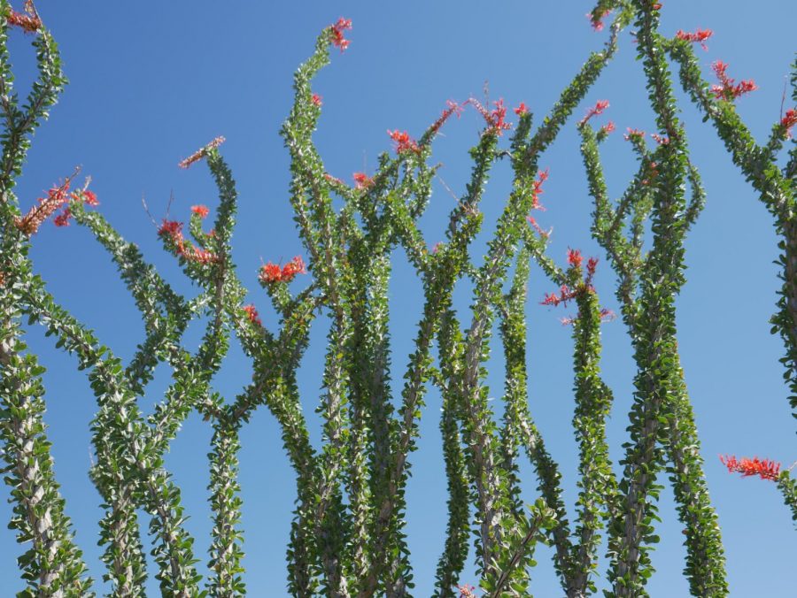 Ocotillos without the bright green look of the stem would look like nothing but a dead tree. These fascinating plants can grow to be 6-15 feet tall. 