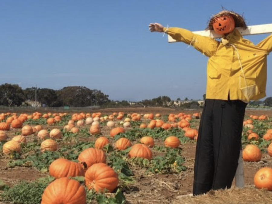 The Carlsbad pumpkin patch remains open for the community to visit during the COVID-19 pandemic. The pumpkin patch has many fun games for families to enjoy, such as a corn maze, tractor rides, and a soon to come “Field of Screams”.  
