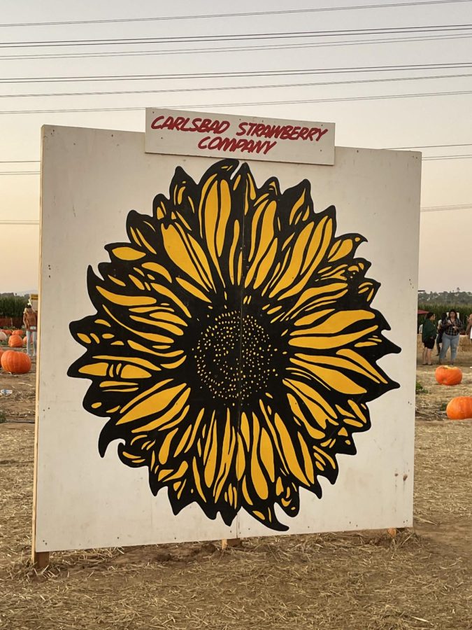  A wooden board with a painted sunflower stands in the middle of the Carlsbad Strawberry Company’s pumpkin patch. Guests can come and take photos in front of the many fall-themed paintings and setups.   
