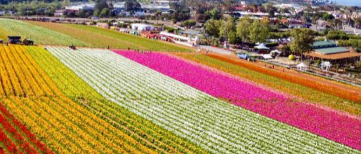 A wide variety of flower colors is located at the Flower Fields in Carlsbad. There are pink, white, yellow, orange, and red flowers all around.