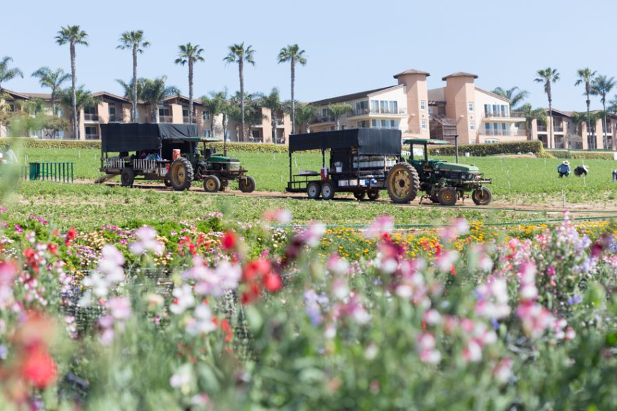 The Sweet Pea Maze is a location at the the flower fields. It is a one-of-a-kind maze, allowing visitors to be able to smell the fragrant flowers.