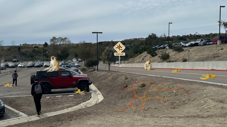 Students head to their cars while Mason the chimpanzee consumes a banana in the middle of the street. Mason is an enforcer of Sage Creeks new traffic improvement plan.