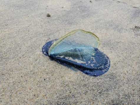 A velella velella lays in the sand with its sail upright. The hydra species uses its sail to catch winds that carry them through the ocean.