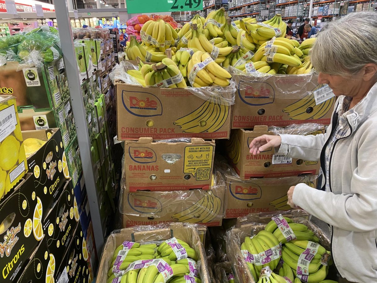 A woman buys bananas at the Costco fruit aisle. Bananas contain healthy nutrients and potassium for vegans.