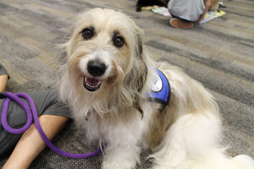 This therapy dogs name is Ella. She is happy to help kids in her service and receive lots of love.