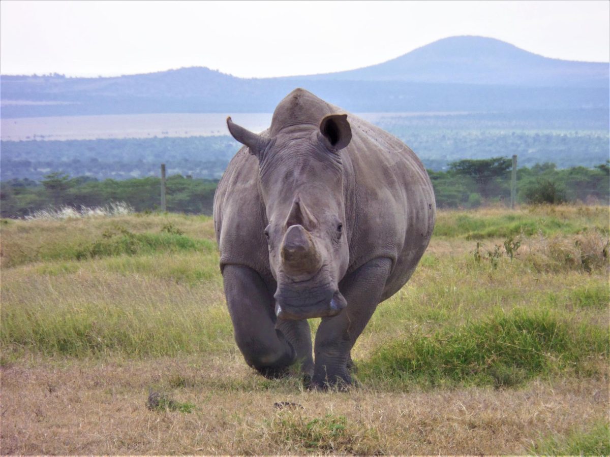 href=https://commons.wikimedia.org/wiki/File:The_Northern_White_Rhino.jpg> The Northern White Rhino by Karimi Ngore is licensed under CC BY 3.0 DEED