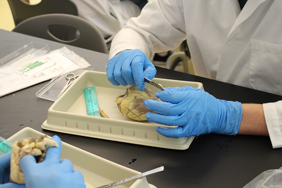 Biomed Students Take a Look Into The Heart