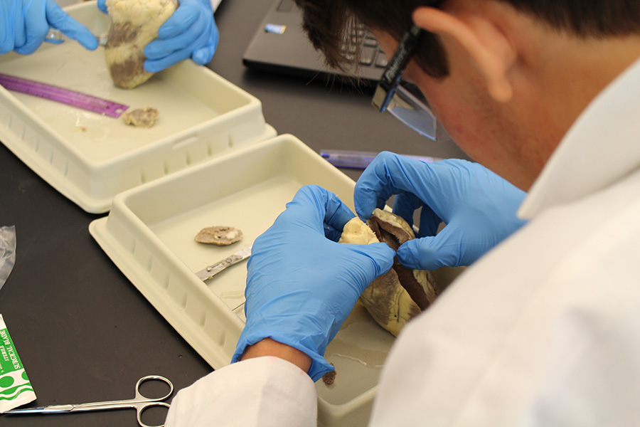 Biomed Students Take a Look Into The Heart