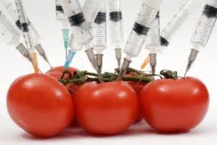 Staff Writer Grace Hull evaluates the risks of purchasing and consuming GMO foods.