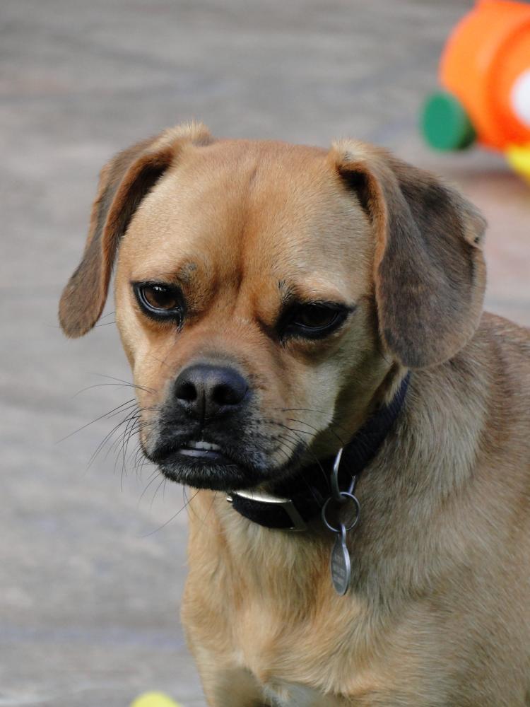 Mrs. Newsom Wuetrz’s puggles, Roxy.