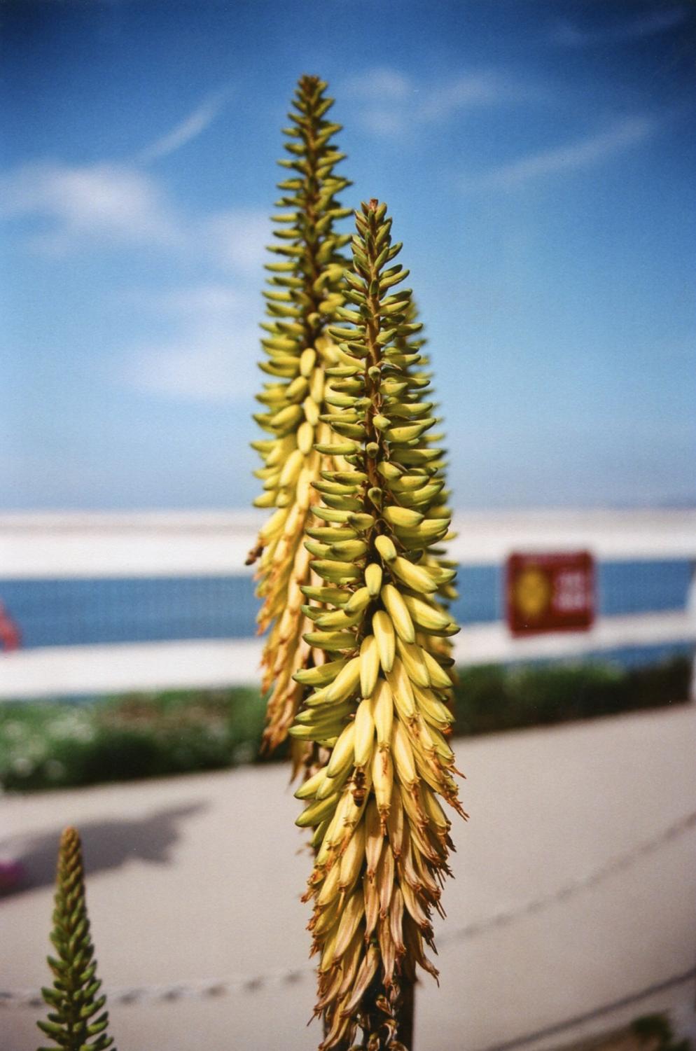 Gallery: Southern California Landscapes