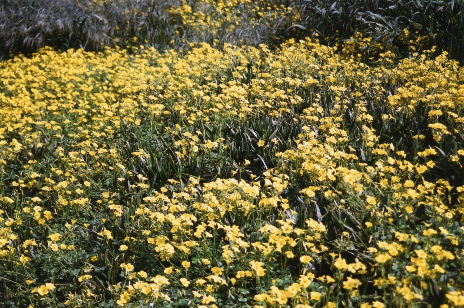 Gallery: Southern California Landscapes