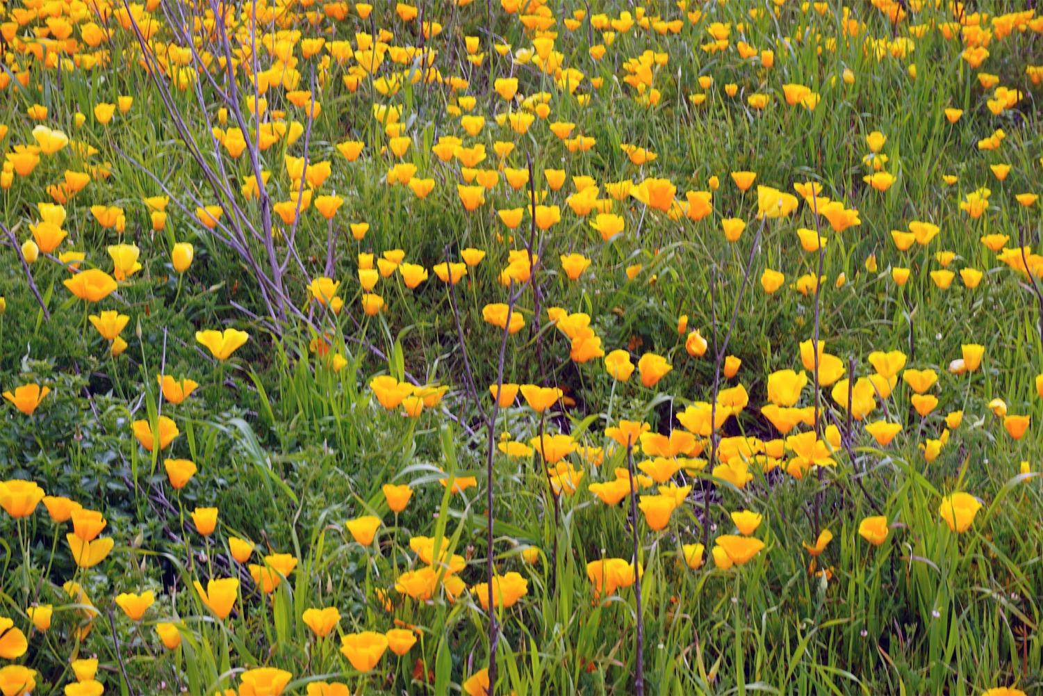 Big Sur Photo Gallery