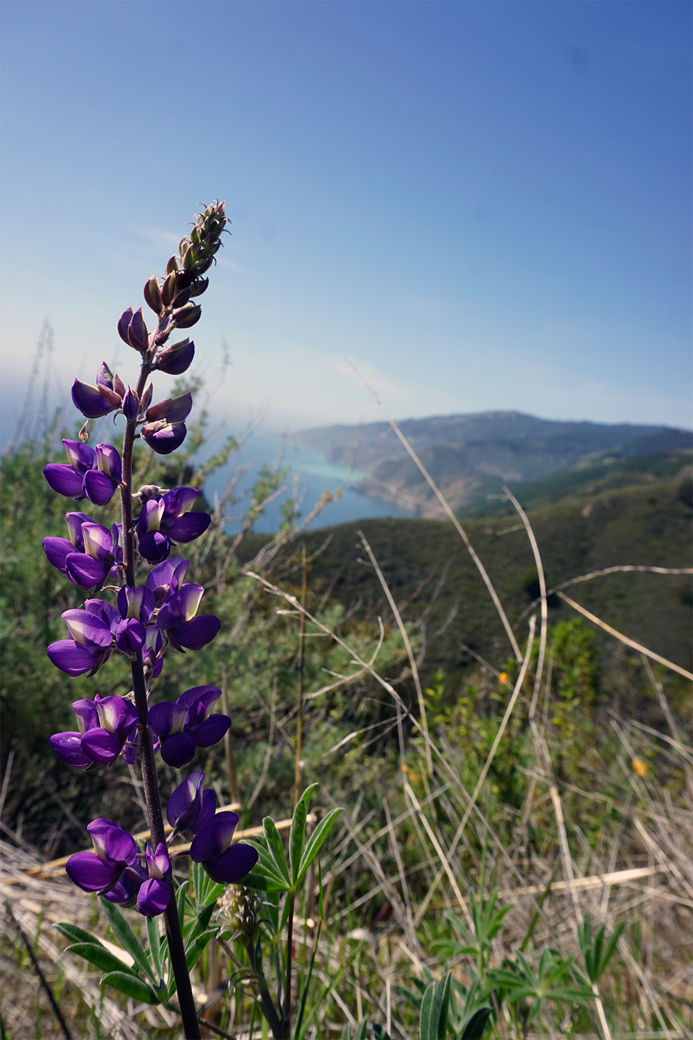 Big Sur Photo Gallery