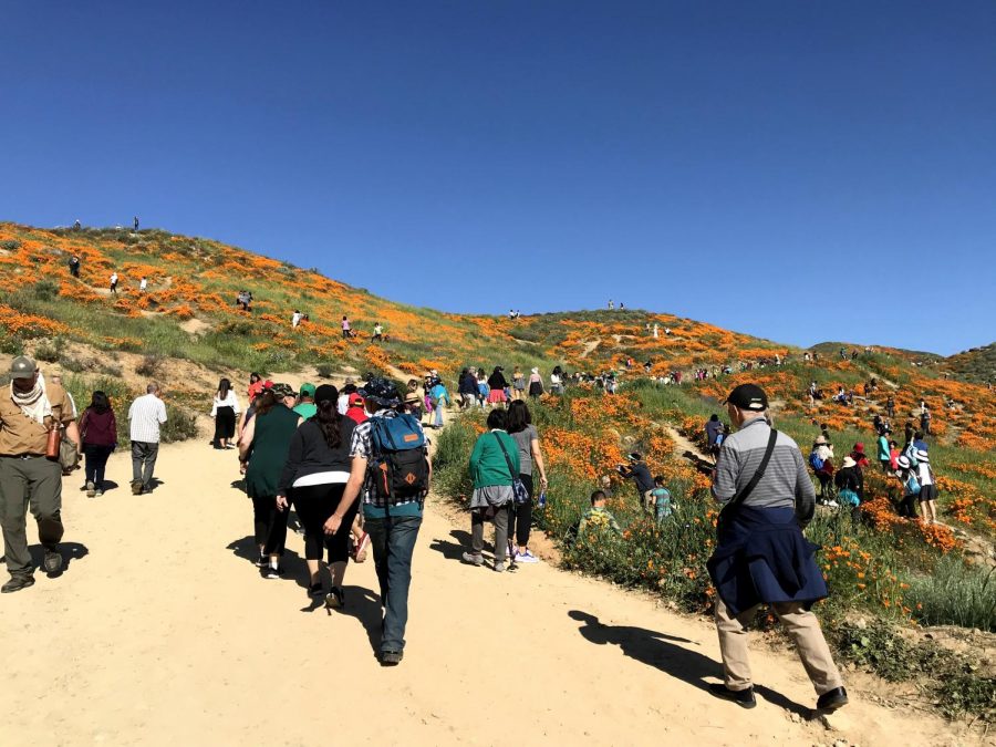 With spring coming close, the poppy fields in Lake Elsinore are in full bloom. Walker Canyon, a public hiking trail, was flooded this past weekend with thousands of visitors just to see the magnificent spectacle. With all of the unexpected visitors grid-locking the Interstate 15 and blocking off roads throughout the city, the “poppy apocalypse” was shut down when the city closed off Walker Canyon to the public Sunday afternoon.