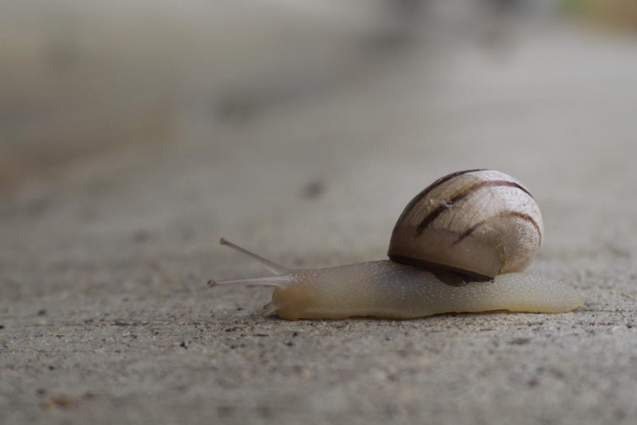 This snail makes its way towards the water in order to avoid drying out. It decides to come out of its shell this morning while the day is gloomy as too much sunlight can lead to death.