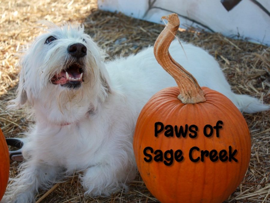 Paws of Sage Creek