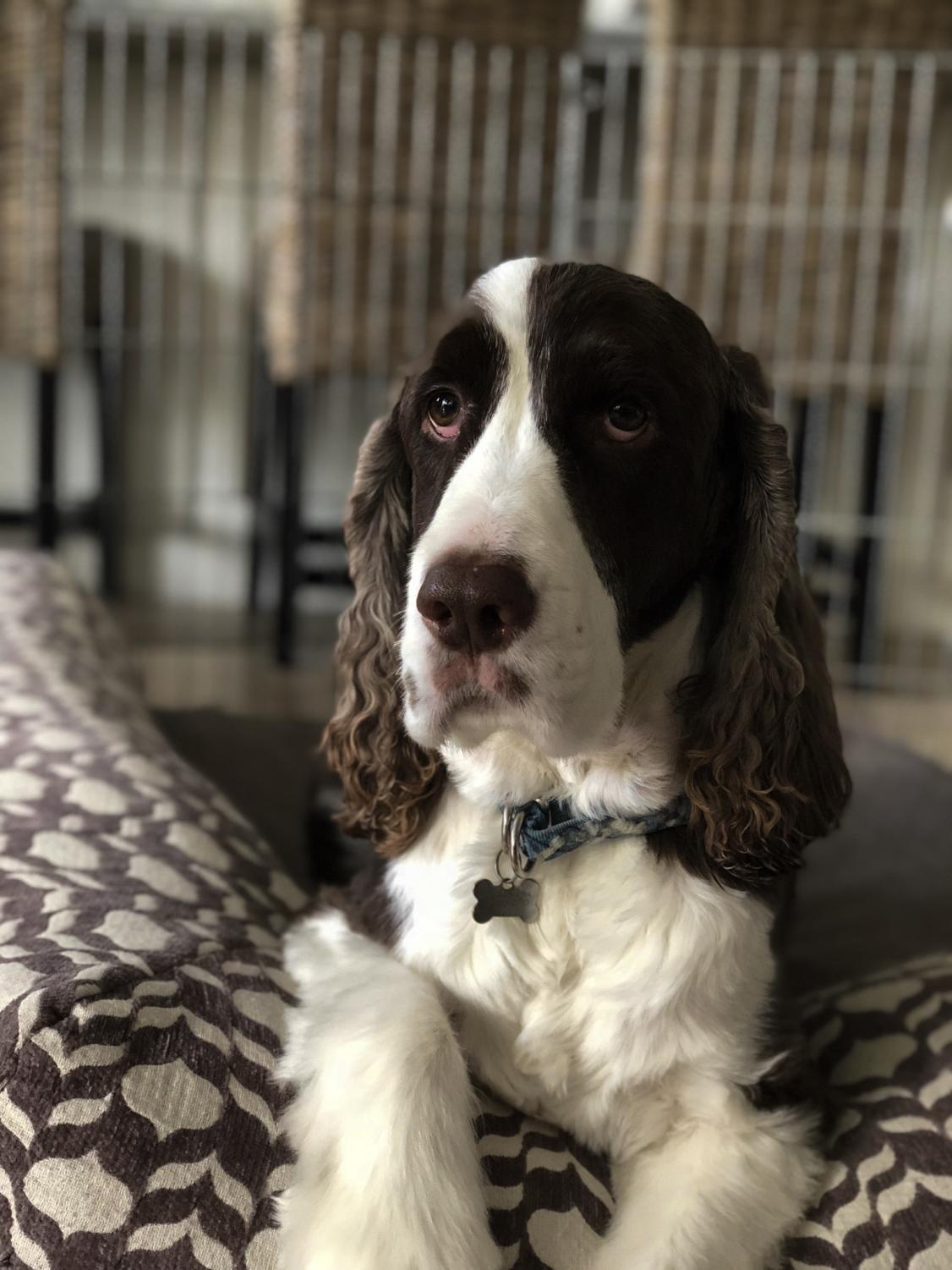 Hank