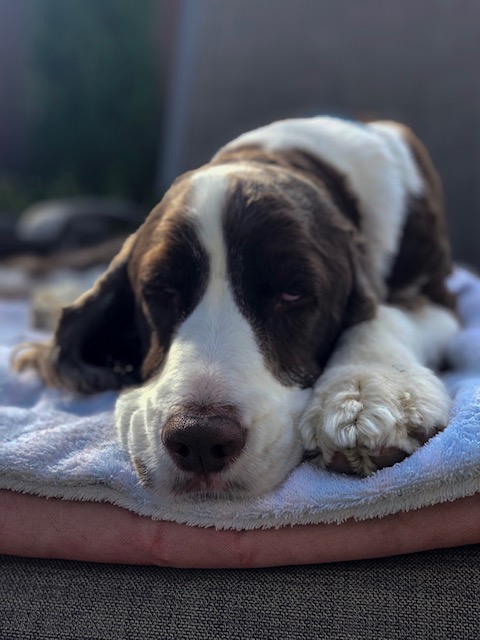 Hank