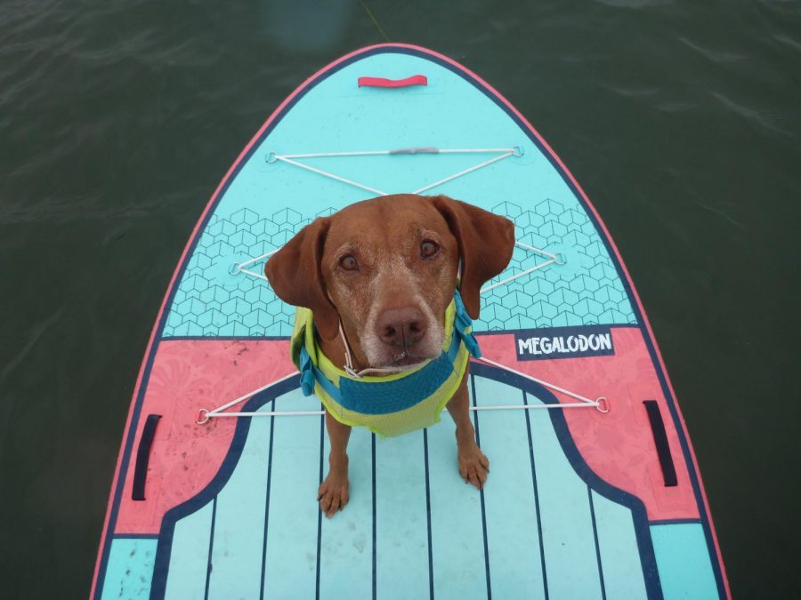 Some of Lucy’s favorite treats are anything related to meat. This ranges from steak to salami to even cheeseburgers. She loves all food in the long run! Two of Lucy’s favorite activities are running and hiking. 