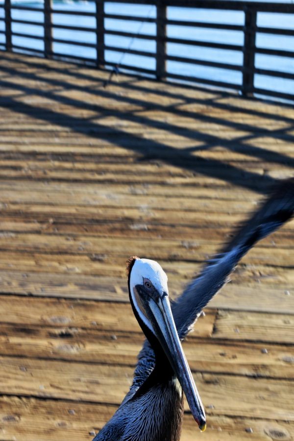 Voo takes flight! The pelican typically stays close to the bait shop, but sometimes likes to venture further down the pier. 