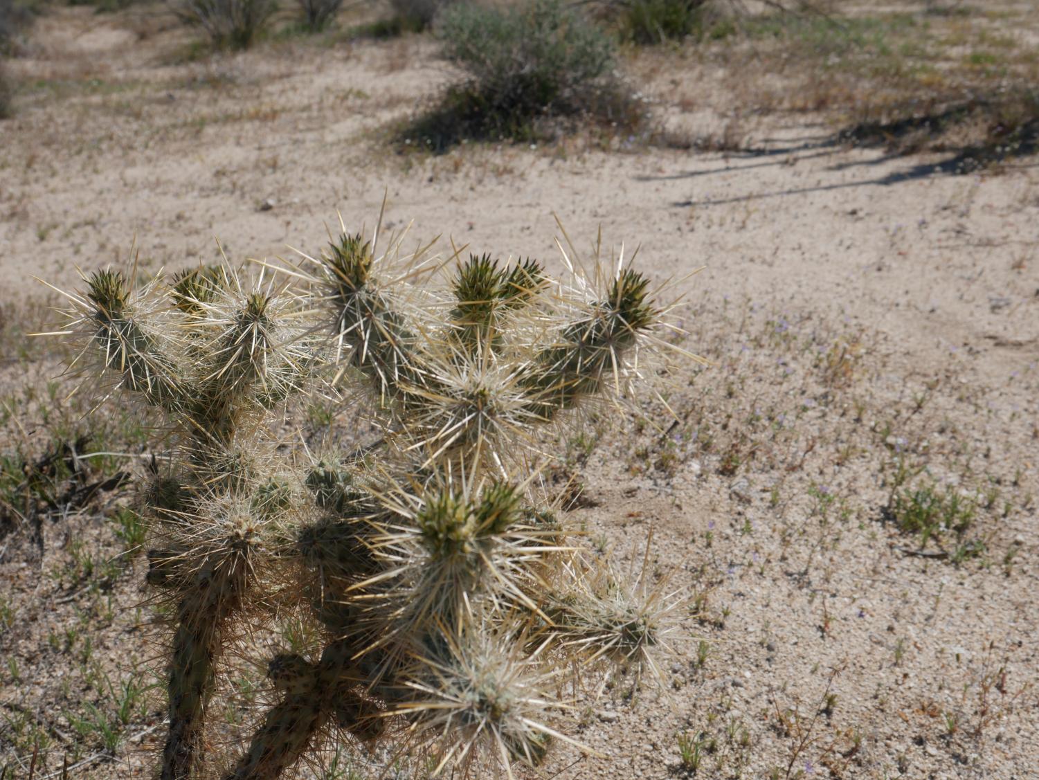 The Desert Still Blooms