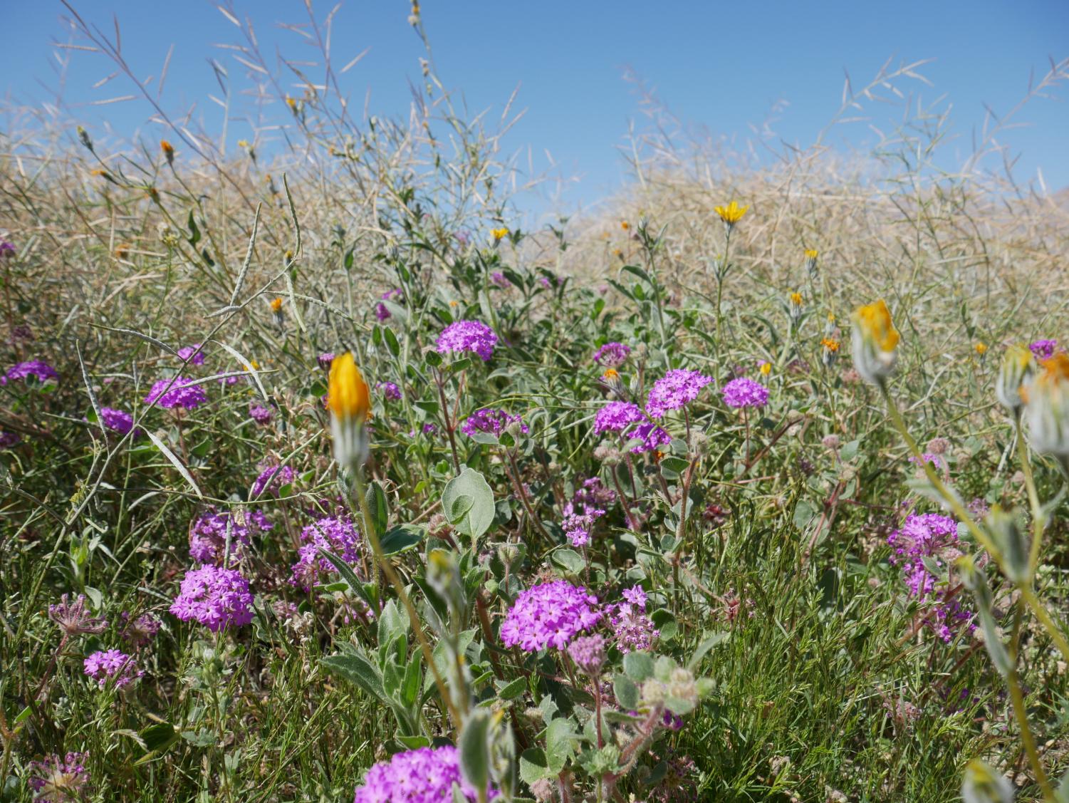 The Desert Still Blooms