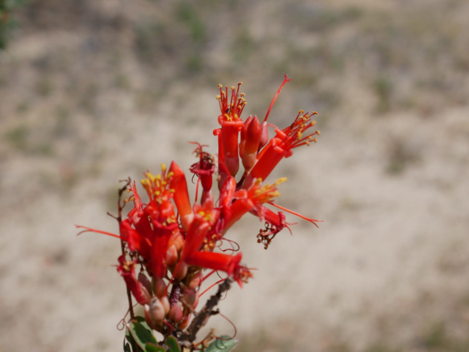 The Desert Still Blooms