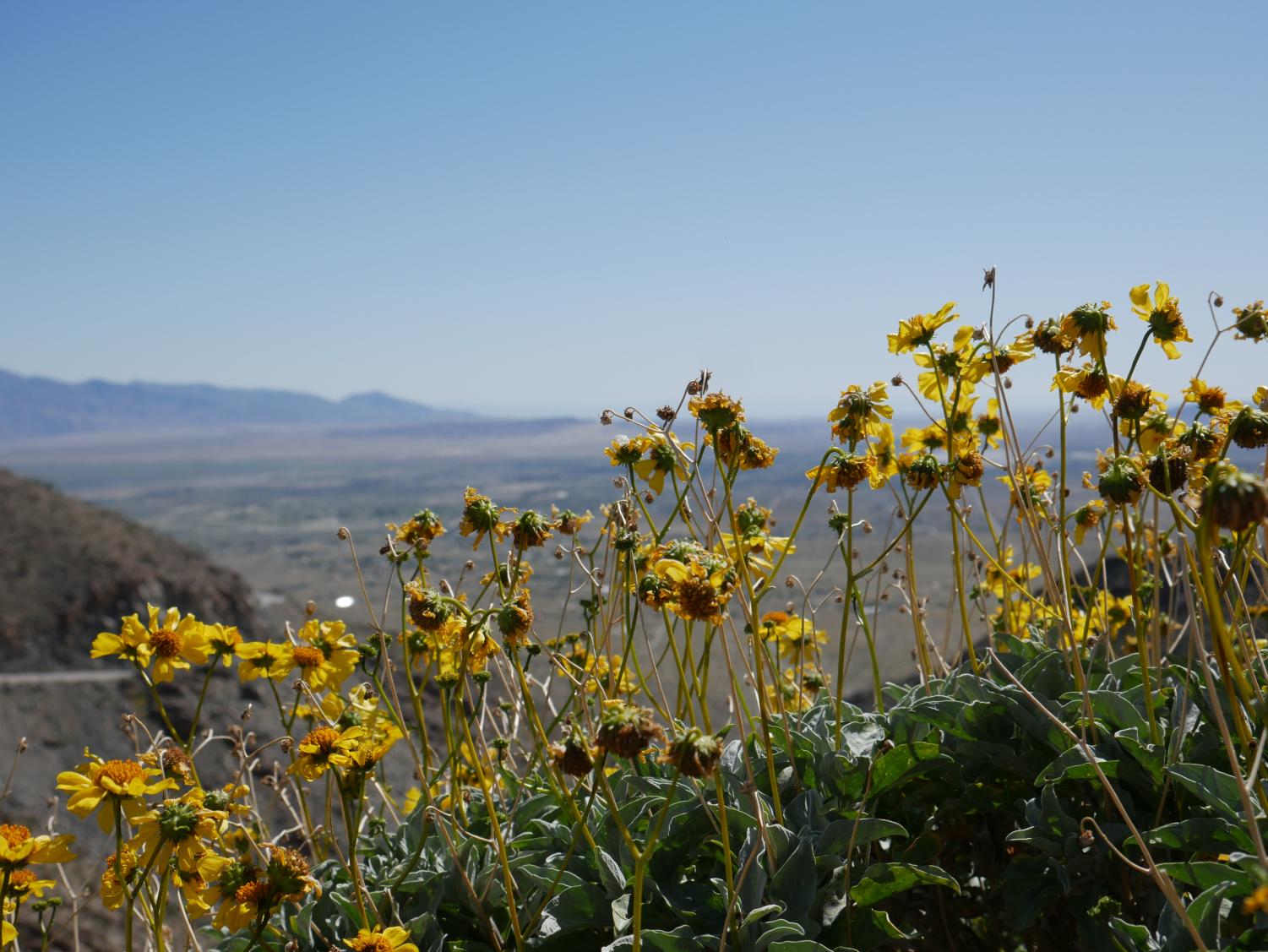 The Desert Still Blooms