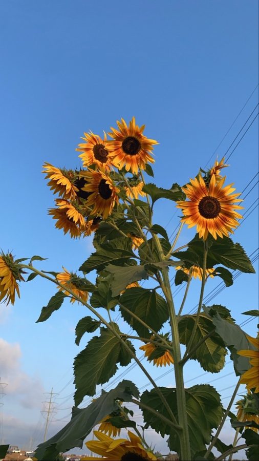 Sunflowers are growing at the Carlsbad Strawberry Company. During October the strawberry fields are turned into a pumpkin patch for the Halloween season. 