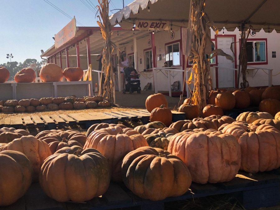  A mother and child are paying for their tickets at the entrance. At the opening of the patch, pumpkins for sale are displayed. 