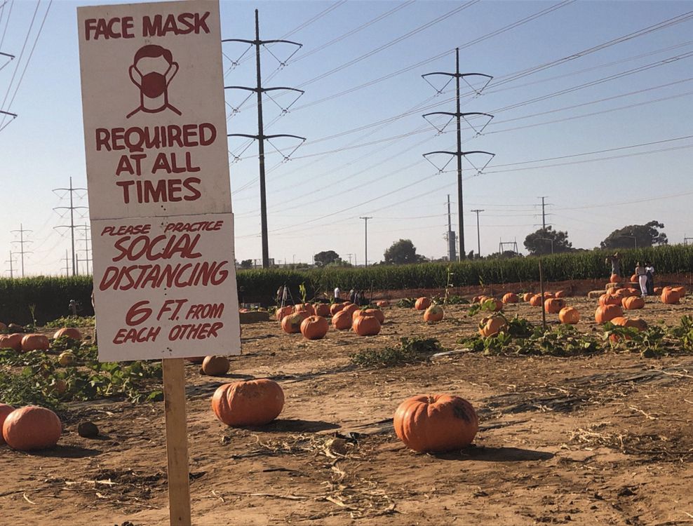 Carlsbad Pumpkin Patch is Open for the Season The Sage