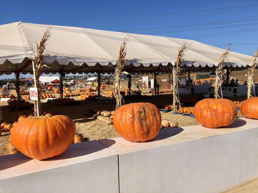 The Carlsbad Strawberry Field holds their annual pumpkin patch for the fall season. Families safely social distanced in the area while they picked out the perfect pumpkin.