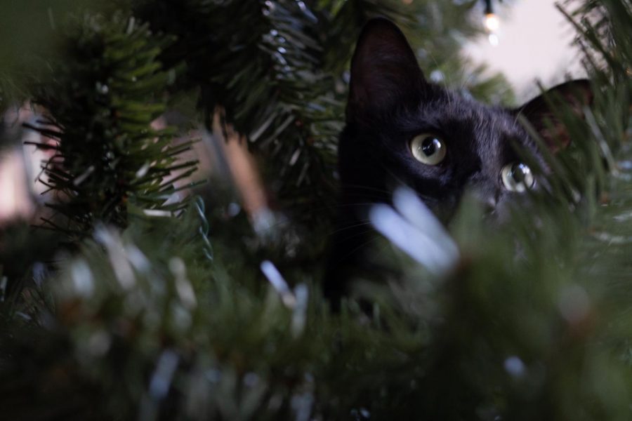 A cat attempts to climb the Christmas Tree. Since everyone has been stuck at home, pets have begun to take up a greater part of our lives by barging into our classes and hanging out with us during Lunch.