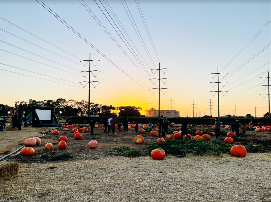 Families roam around at the Carlsbad Strawberry Company’s annual pumpkin patch in search of the perfect pumpkin. Additionally, families can participate in fun activities, such as a tractor ride, apple cannons and a corn maze.