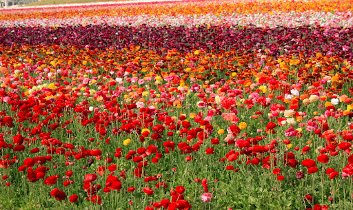 This year the Winter Formal will be held at the Carlsbad Flower Fields. This beautiful outdoor venue will give students the option to enjoy the night without a mask and is a perfect alternative to indoor venues from past years.