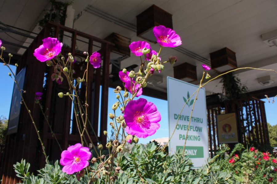 Beautiful purple flowers bloom alongside the hedges of the Plant Power dining area. Plant Power grows flowers and plants around their establishment for all to marvel at. 