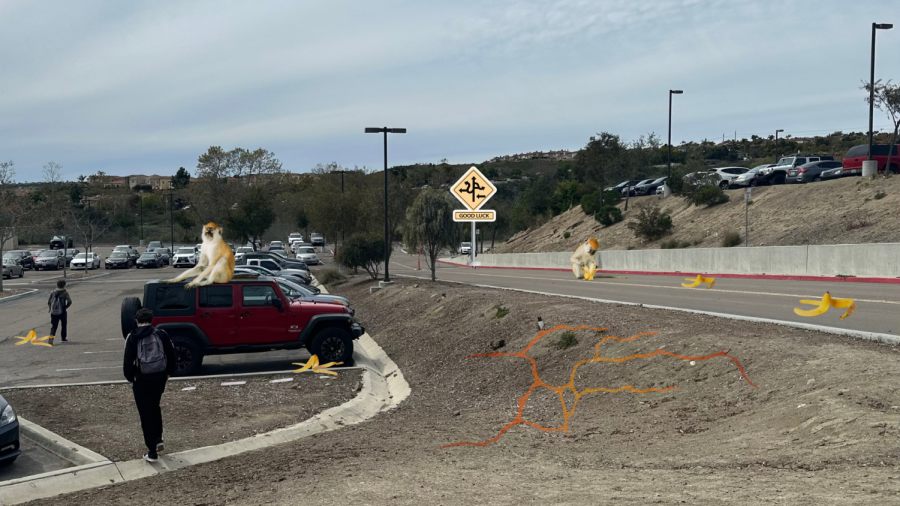 Students head to their cars while Mason the chimpanzee consumes a banana in the middle of the street. Mason is an enforcer of Sage Creek's new traffic improvement plan.