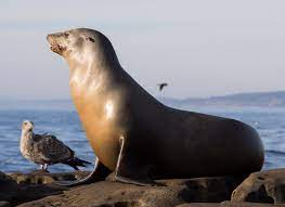 A sea lion enjoys the ocean breeze at the shore. Because the sea lion is now back in the ocean, no one could get a picture of the sea lion at the spa.  Sea Lion on Golf Course  by Rhododendrites is licensed under  Licensed under CC BY SA 4.0  