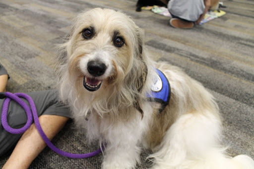 This therapy dog's name is Ella. She is happy to help kids in her service and receive lots of love.