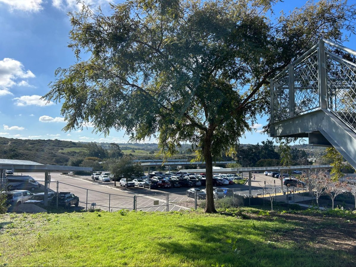 A tree sits on the top of a slope between the 3000 Building and the Teachers’ Parking Lot. Jacaranda trees, one of the most popular trees in San Diego, are covered in purple flowers in the spring and create a gorgeous canopy over local streets. They have also been used as an indicator for climate change, raising alarms when they bloom too early.