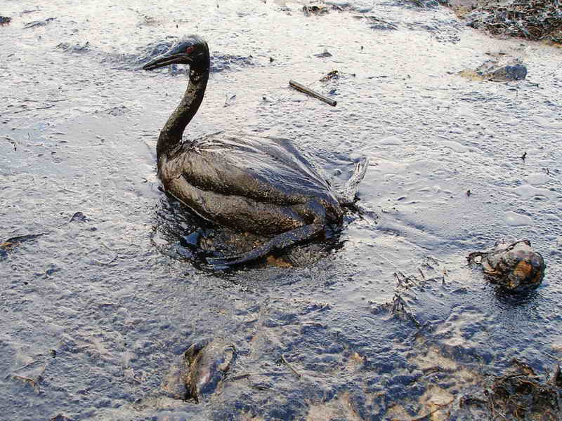 A duck trudges through oil, covering what once was its beautiful home. Goode believes that oil spills are not only a risk to animal ecosystems but human lives. 