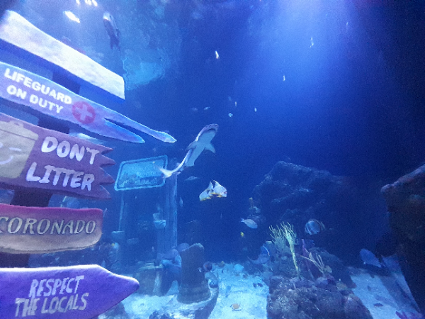 Sharks and fish appear in the Legoland aquarium tanks and signs and props add to the magical view.  This highlights the truly mystical experience of being a marine biologist and the appreciation of sea life.